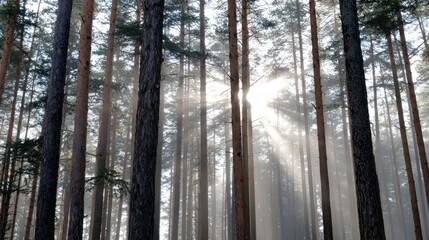 Mysterious foggy forest with tall trees and sun rays creating a serene atmosphere