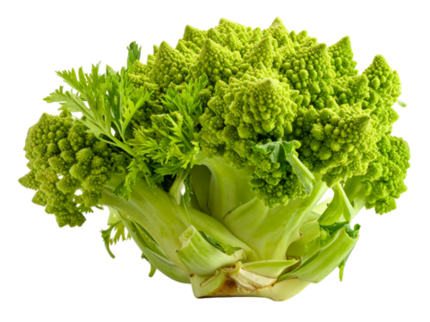 Romanesco broccoli head, fresh green edible fractal vegetable