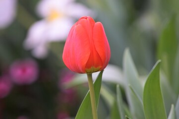 Orange Tulip