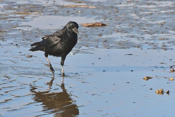 Naklejka premium black winged blackbird カラスさん