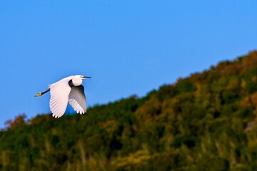 seagull in flight コサギさん