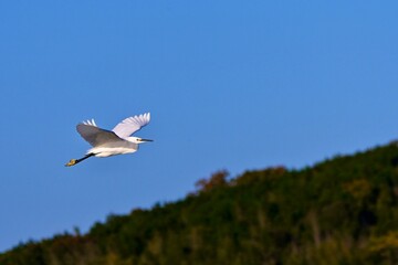 seagull in flight コサギさん