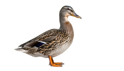 Female mallard duck profile on transparent background