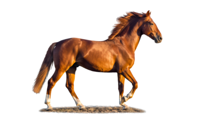 Equine mammal in motion, isolated for easy integration