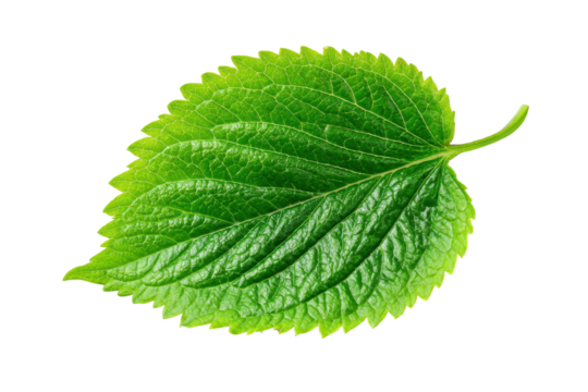 Vibrant green serrated leaf isolated on transparent background. Vibrant green perilla leaf with serrated edges isolated on white background.