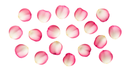 Scattered Pink Rose Petals on Black Background Isolated Keywords: rose petals, pink petals, scattered, flower petals, delicate, soft, romantic isolated on a transparent background