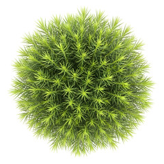 Top View of a Lush Green Spherical Plant