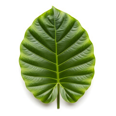 Vibrant Green Elephant Ear Leaf Isolated on White Background