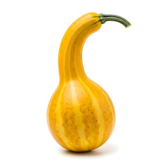 Yellow Striped Gourd with Curved Neck on White Background