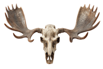 Moose skull and ape skull isolated on transparent background. Moose skull and human skull isolated on white background.