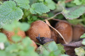 red mushrooms on green  grass in the garden, closeup of photo