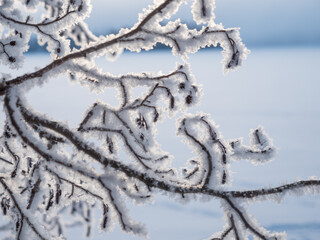 Frosty branch of black alder in winter