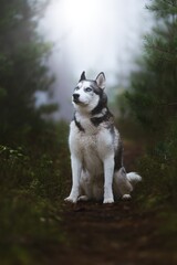 Siberian Husky in the autumn forest on the path and in the fog
