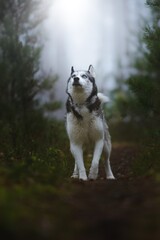 Siberian Husky in the autumn forest on the path and in the fog