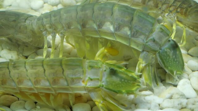 Mantis shrimps in water 