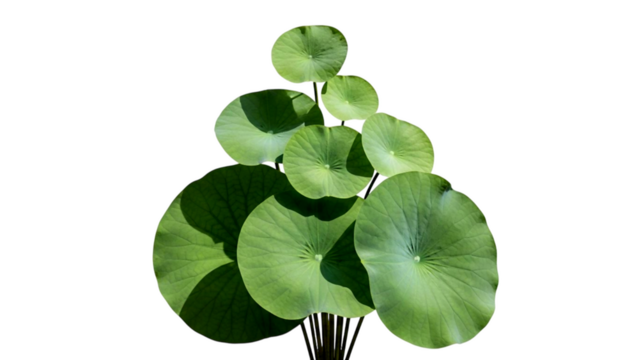Green Round Lotus Leaves on Black Background, Minimalist Nature Still Life