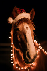 Horse wearing a Santa hat and lights during a festive celebration at night