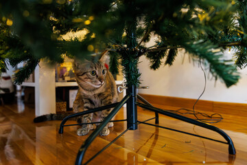 A curious cat sits under the Christmas tree with its twinkling lights. The scene is bathed in a...