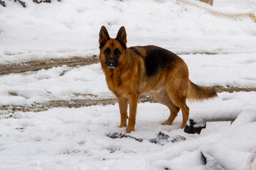 German shepherd in the snow