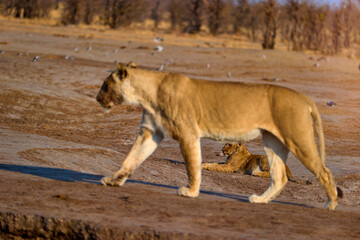 Lioness guides her cub past the Savuti waterhole in warm evening light. Ideal for: conservation stories, safari tourism, wildlife education, and family-themed campaigns.