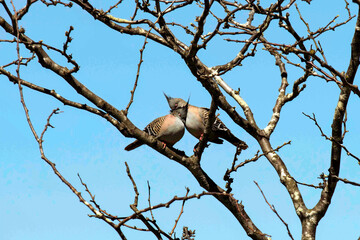 Two Crested Pigeons (Ocyphaps lophotes)