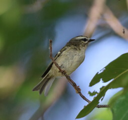 Golden Crowned Kinglet on small branch.