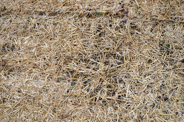 Full Frame Texture Background of Dry Brown Dead Grass and Straw on the Ground