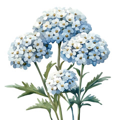 Achillea Flower, watercolor illustration vector, isolated on a white background. © azendia
