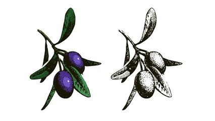 Sketch olive set. Superfood nutrition, packaging design, menu, farm market concept. Hand drawn engraving vector isolated illustration.