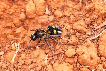 Witch ant or velvet ant Symutilla occidentalis, despite looking like ants, they are wingless wasps with a very painful sting.