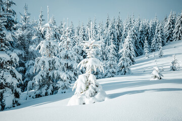 Fluffy snow covers the cozy forest, and the frozen fir trees sparkle on the frosty morning, creating a fabulous atmosphere. New Year holidays greeting card.