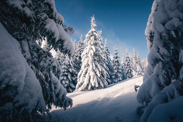 Fluffy snow covers the cozy forest, and the frozen fir trees sparkle on the frosty morning, creating a fabulous atmosphere. New Year holidays greeting card.