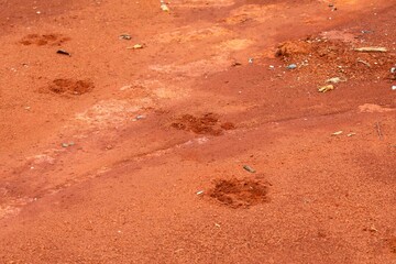Tapir footprints in the soft, reddish earth.