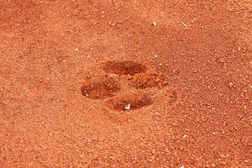 Tapir footprints in the soft, reddish earth.