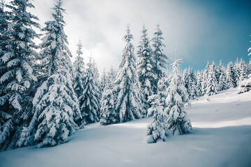 Fluffy snow covers the cozy forest, and the frozen fir trees sparkle on the frosty morning, creating a fabulous atmosphere. New Year holidays greeting card.
