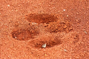 Tapir footprints in the soft, reddish earth.