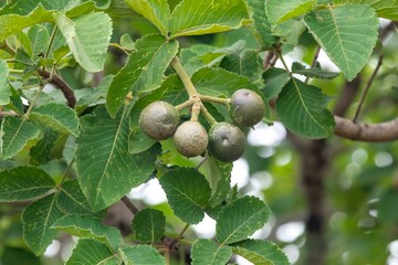 Immature fruits of pequi, caryocar brasiliense, on the tree in selective focus with depth blur....