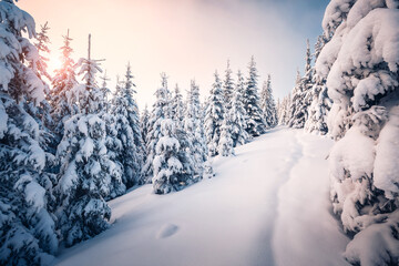 Fluffy snow covers the cozy forest, and the frozen fir trees sparkle on the frosty day, creating a fabulous atmosphere.