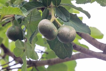 Immature fruits of pequi, caryocar brasiliense, on the tree in selective focus with depth blur. Perfect photo, well lit and well focused.