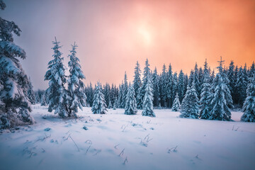 Fluffy snow covers the coniferous forest, and frozen spruce trees shine on a frosty day, creating a magical atmosphere.