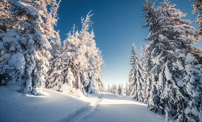 Snow covers the cozy forest, and brilliant sunlight illuminates the frozen fir trees, creating a magical atmosphere of winter holidays. New Year holidays concept.