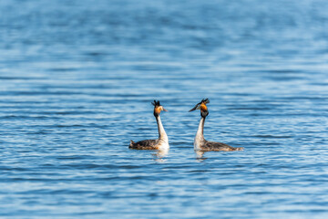 Mating games of two water birds Great Crested Grebes. Two waterfowl birds Great Crested Grebes swim in the lake with heart shaped silhouette