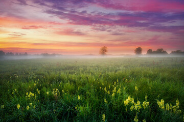 Fototapeta premium Misty summer morning over the forest glade