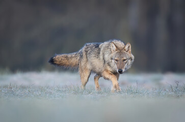 Fototapeta premium Grey wolf ( Canis lupus ) close up