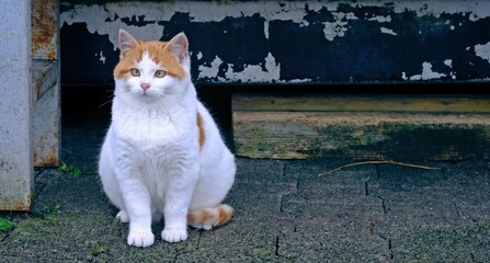 Cute kitten sitting outdoors and looking curious atway. Panoramic image with copy space. 