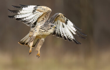 Common buzzard bird ( Buteo buteo )