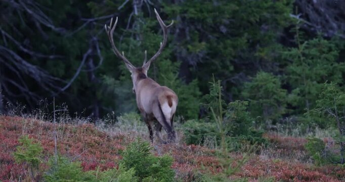 4K movie of  large male of stag stay at the edge of large spruce forest in autumn after sunset during ruting season. Photographed after sunset in low natural light and high ISO.