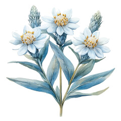 Edelweiss Flower, clipart vector in watercolor style with flowing brushwork, isolated on a white background.