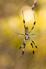 Orb weaver spider spinning a web