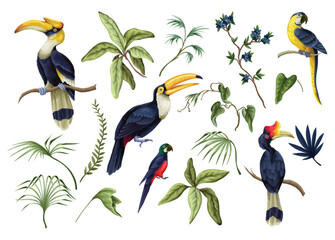 Tropic birds vector isolated exotic parrots toucans cockatoos colorful wildlife illustration collection set